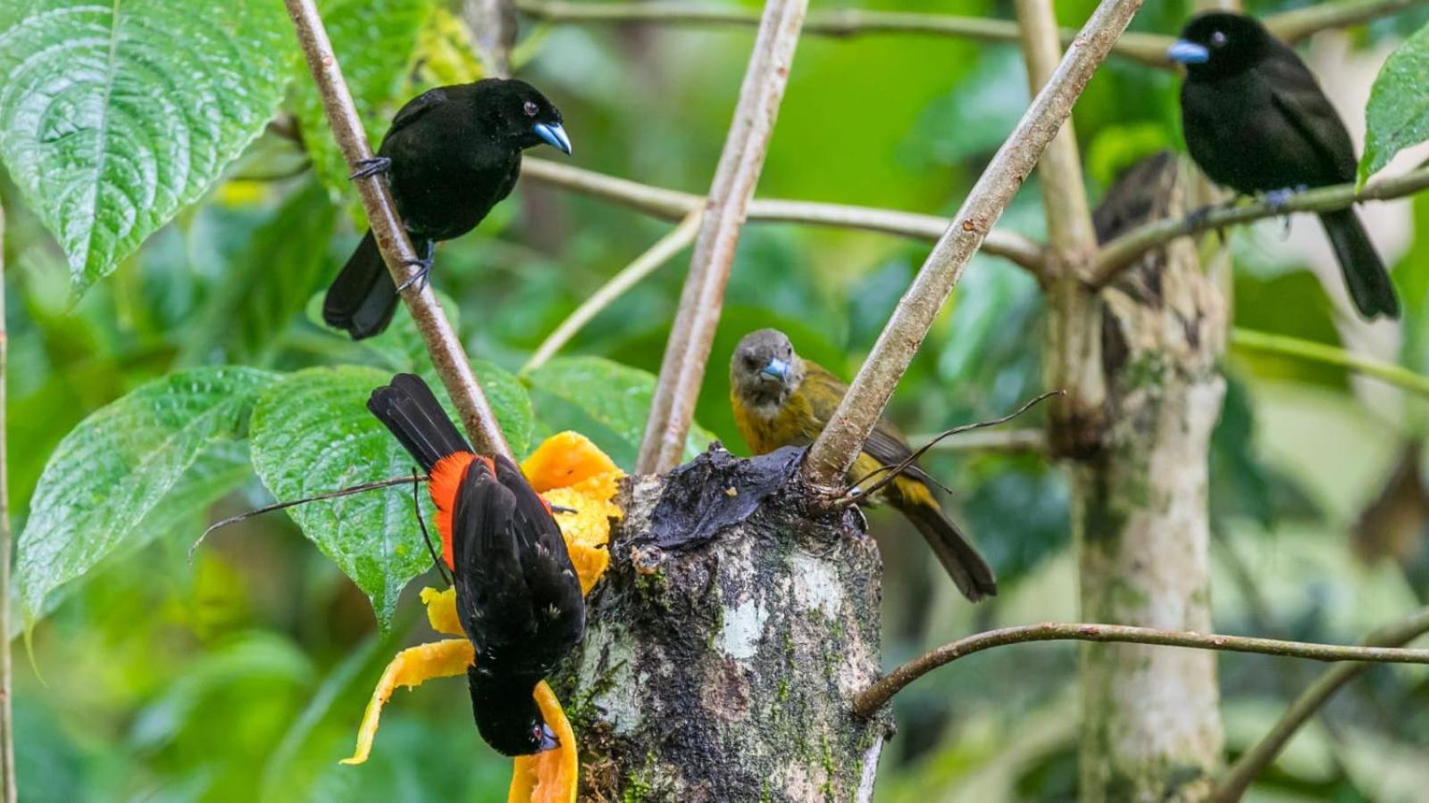 Bamboo River Lodge Horquetas المظهر الخارجي الصورة